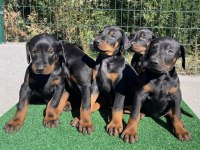 Irk Garantili Doberman Yavrular
