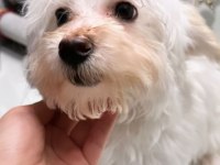 Maltese terrier 5 aylık erkek