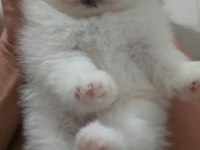 POMERANİAN BOO BEBEKLER