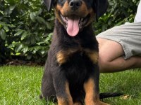 Rottweiler bebekler