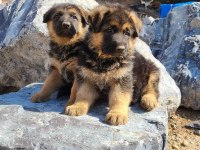 ALMAN ÇOBAN KÖPEĞİ YAVRULARI