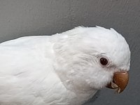 Albino kırmızı göz monk papağanı