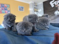 Scottish Fold Yavrularımız Hazır Ankara