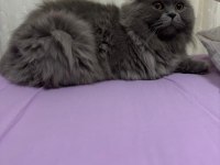 Tüm Aşıları ve Cipli British Shorthair