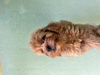 Maltipoo A Kaliye Yavrular Tüm İllere Gönderim