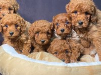 BURKEM DEN POODLE