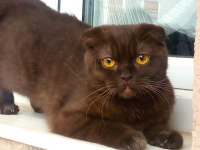 Scottish fold kedimiz annelegi mukemmel nutellayi