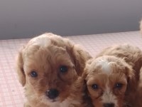 Maltipoo Yavru