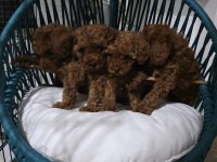 Poodle Uzun kulaklar