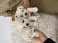 Maltese terrier 1 aylık