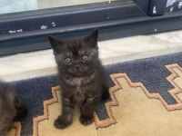 BRİTİSH SHORTHAİR GÜZELLİKLER YENİ YUVALARINI ARIYOR