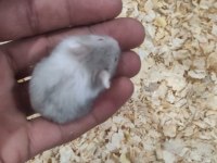Ele alışkın gonzales hamster yavruları