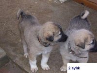 Sivas merkez kangal üretim çiftliği