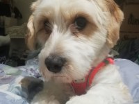 12 aylık kimlik dişi maltipoo