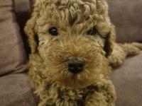 Sakarya Baby Face Dişi Bebek Poodle