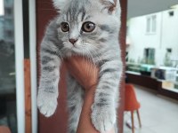 British longhair