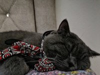 Kedi British shorthair