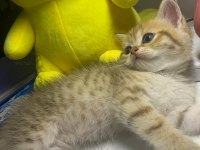 British Shorthair Golden Tabby Erkek Yavru