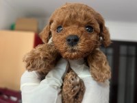 Sevimli poodle yavru köpekler