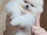 ÜST KALİTE 1 DİŞİ 1 ERKEK ORİJİNAL IRK TEACUP POMERANİAN