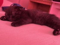 Oyuncu scottish fold kızım