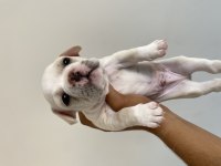 Muhteşem french bulldog yavrular