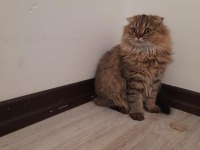1 yaşında scottish fold