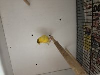 Sağlıklı Harz Roller Irkı Erkek Kanaryalar