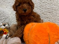 Toy Poodle Minik Yavrularımız
