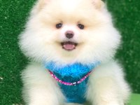 Pomeranian boo bebekler