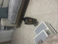 Yorkshire terrier ırkının en iyileri