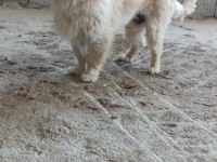 1.5 yaşında chihuahua acil uygundur