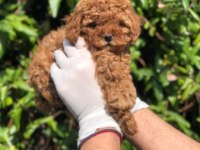 Ruhsatlı Resmi İşletmeden Taksit Avantajıyla Toy Poodle