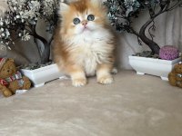 British longhair ny12 dişi erkek