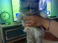 2 Aylık Dişi Persian Eğitimleri Tam Mükemmel Yüz Hattı
