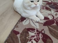 SCOTTİSH FOLD KEDİMİZİ ÇİFLEŞTİRME