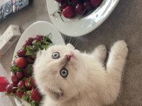 Saf kan ayı surat scottish fold kızım