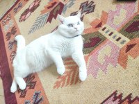 British shorthair cinsi beyaz kedimiz