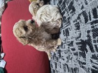 45 günlük 2 erkek maltipoo