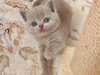 GRİ LİLAC DİŞİ ERKEK KEDİLER