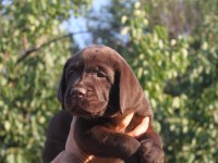 TÜRKİYENİN EN ÖZEL LABRADOR YAVRULARI 