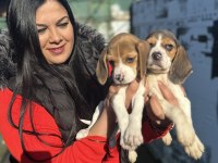 Elizabet beagle yavrularım