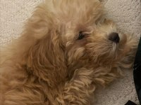 Toy Poodle Eşyaları İle Verilecek