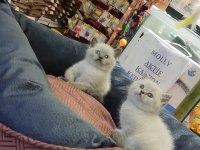 Show Class British Shorthair Bebekler