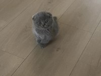 40 günlük scottish fold erkek