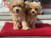 Ankarada yasal çiftlikde ziyarete açık maltipoo