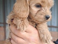 MALTİPOO YAVRULARIMIZ YENİ YUVALARINA HAZIR