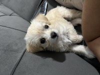50 günlük maltese Terrier
