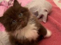 British Longhair Chocolate Bicolor