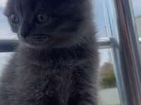 Dişi scottish fold bebeklerim